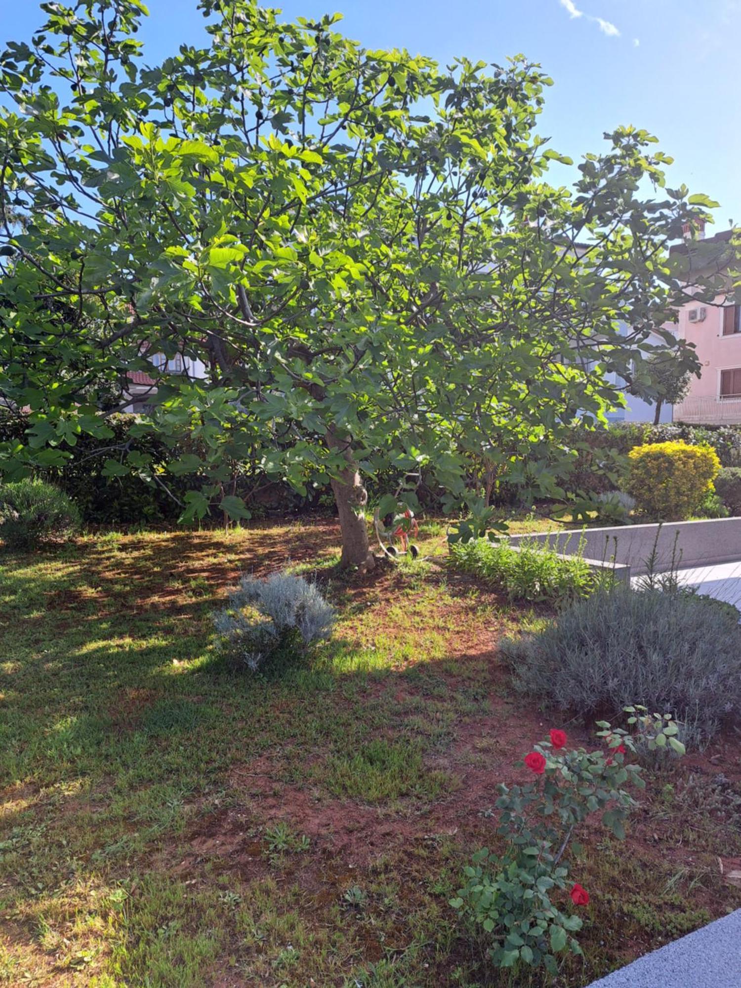 Apartment Elinor 2 Rovinj Exteriör bild